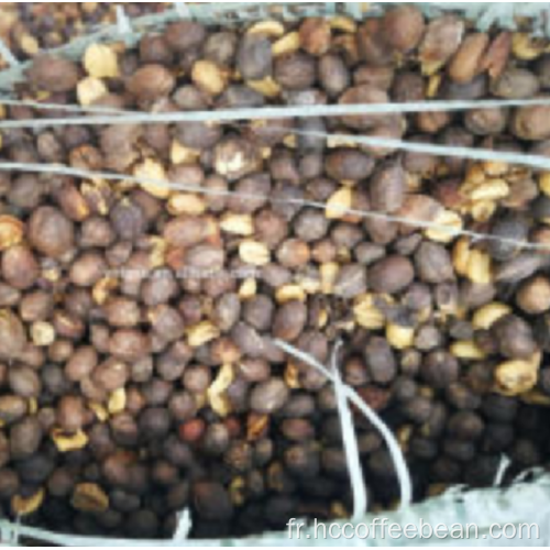 usine de grains de café en coque naturelle